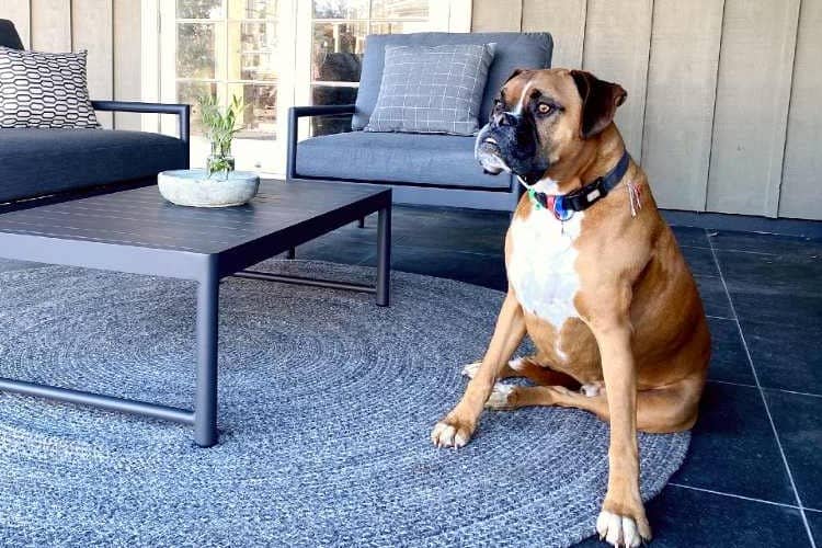 pet owners guide to caring for outdoor furniture